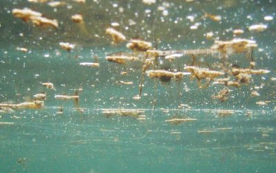 Divieto di balneazio al Pirgo e Borgo Odescalchi